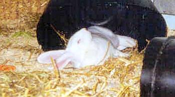 white rabbit lying with eyes close on straw