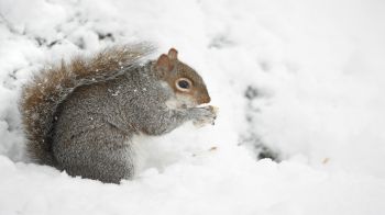 close-up of squirrel eating an acorn in the snow © RSPCA photolibrary