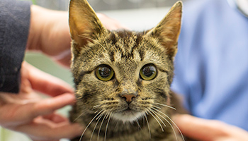 close-up of tabby cat © RSPCA
