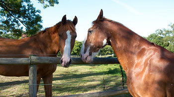 Two horses looking over a fence © RSPCA