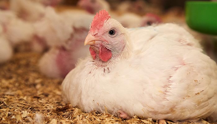 close up of white broiler chicken sitting on straw © RSPCA