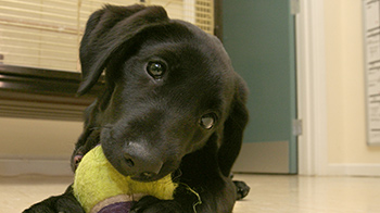 black dog chewing on tennis ball © RSPCA