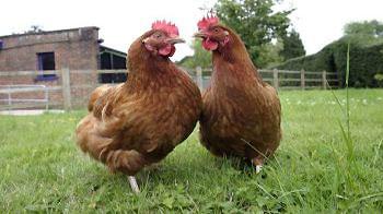 Two hens outdoors on grass © Andrew Forsyth / RSPCA Photolibrary