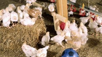 broiler chicken perching inside a chicken farm