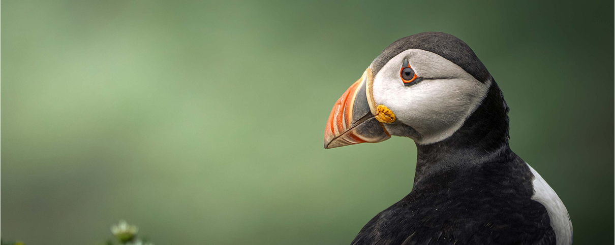 A side profile of a puffin standing in chamomiles.