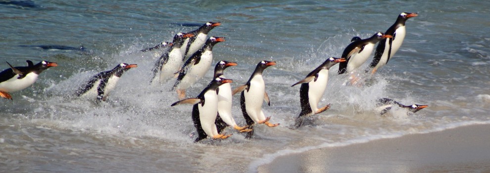 Penguins landing on the beach © Michael Johnson-Browne