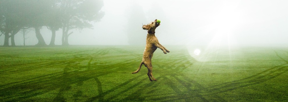 jumping dog outdoors with caught tennis ball in its mouth © Ollie Ross