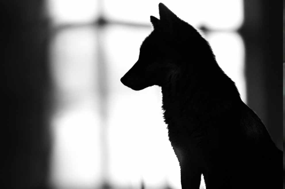 A silhouette of a fox sitting on the grass against the backdrop of a house.