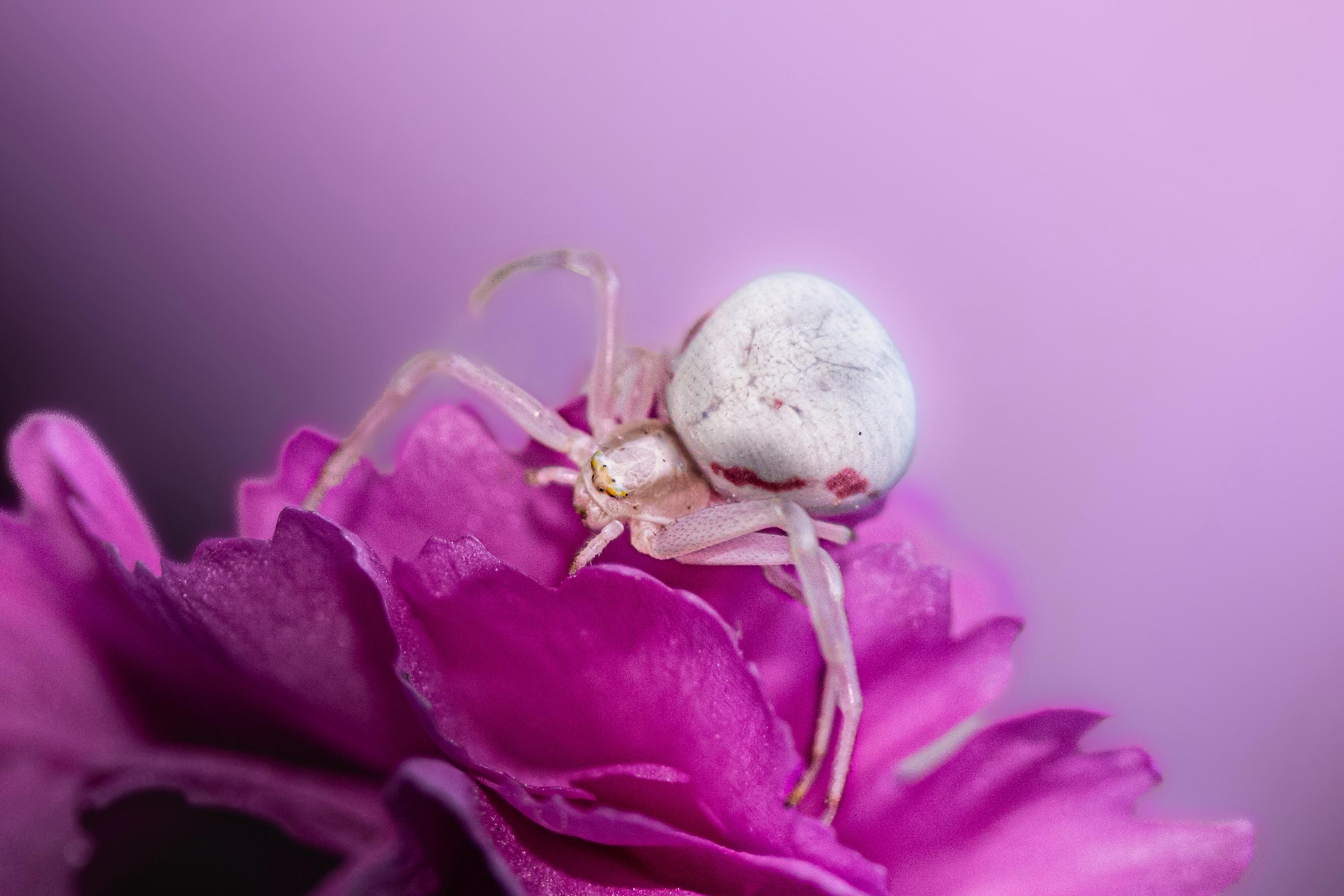 A close-up of a flower crab spider crawling on a magenta coloured flower.
