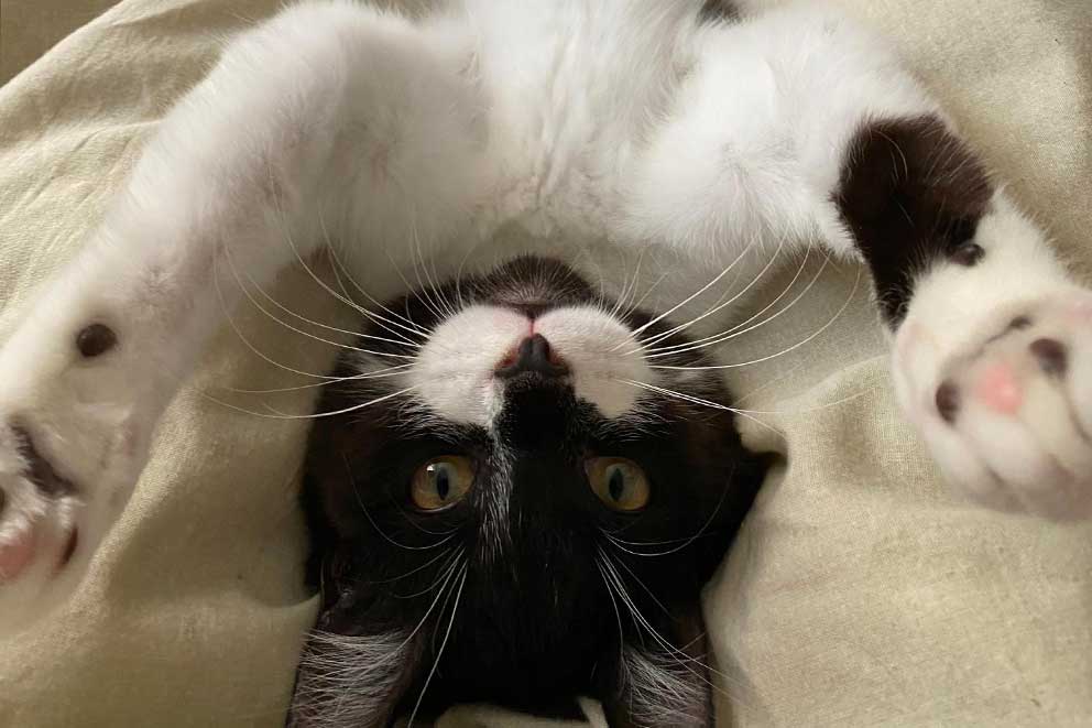Black and white cat on their back with paws in the air.