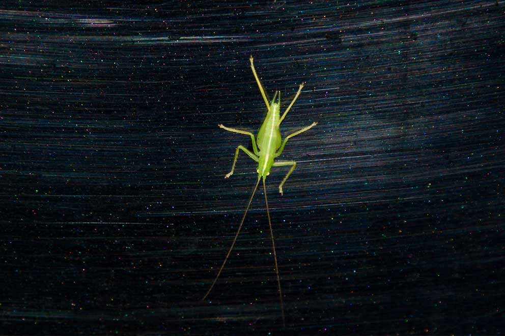 A green grasshopper.