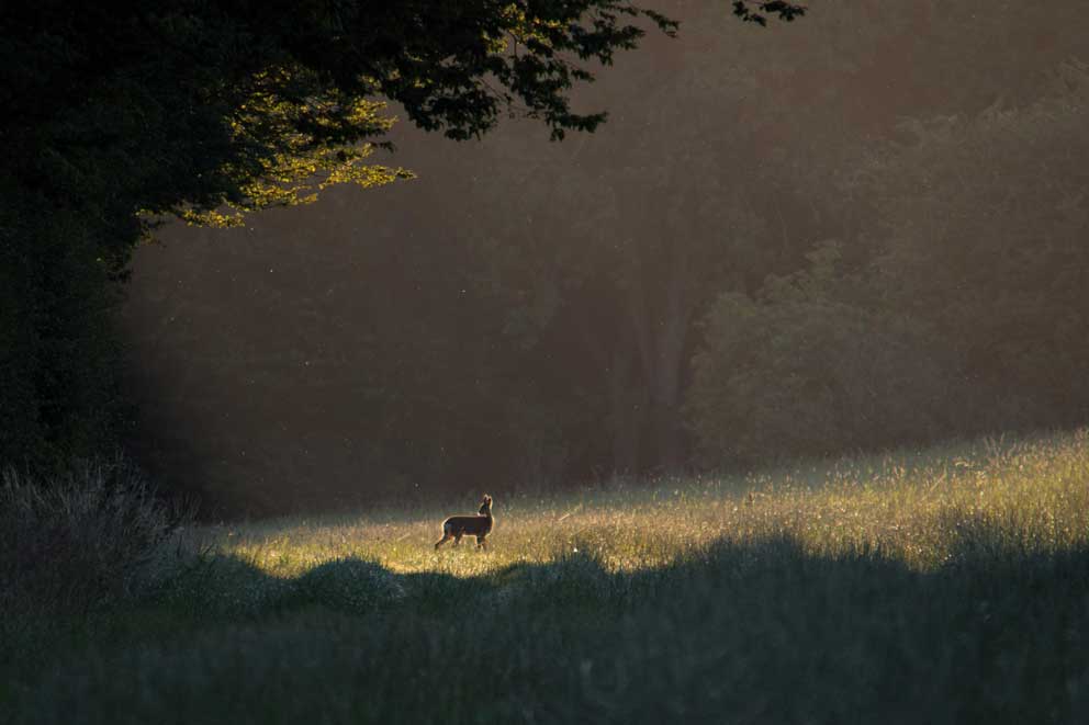 A lone deer in the early morning sunshine.