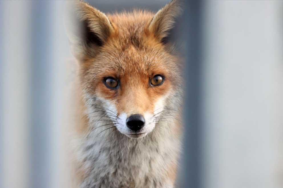 A fox looking through metal bars.