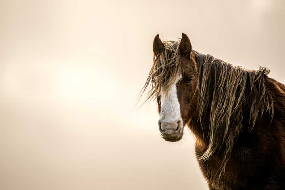 A horse looking sideways.