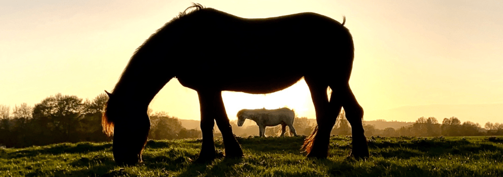 Two horses grazing in field at sunrise
