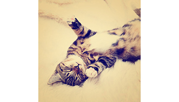 Instagram pic of a cat © RSPCA