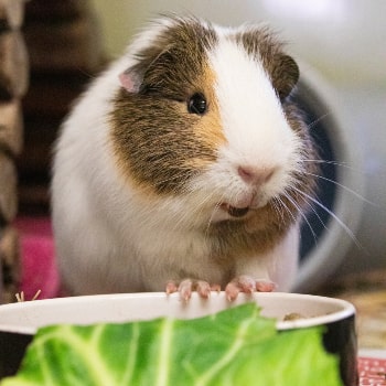 Guinea pig with food © RSPCA