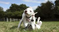 Puppies playing © Becky Murray/RSPCA Photolibrary