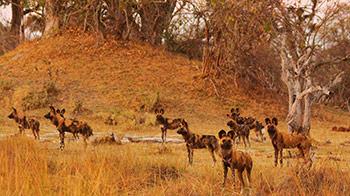 Pack of hyenas in the wild - YPA 12-15 Commended Alicia Hayden