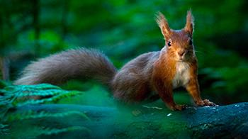 Squirrel in the woods - YPA 2011 Winner 16-18 Will Nicholls