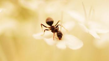 Ant on a leaf © RSPCA