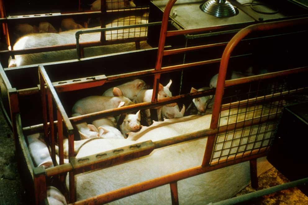 A sow feeding piglets in a farrowing crate.