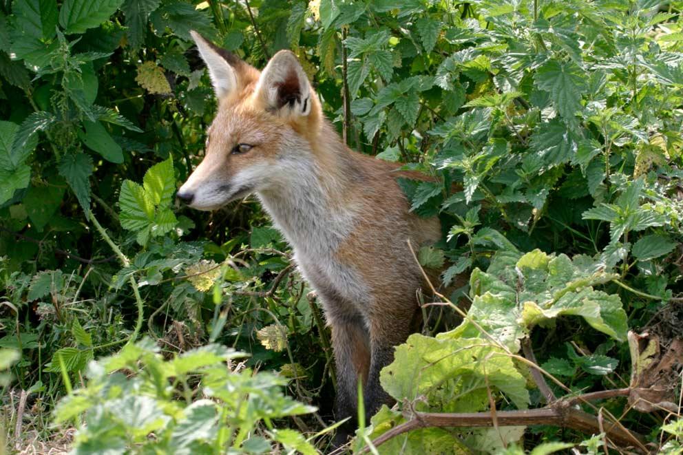 Single juvenile red fox in the shrubbery.