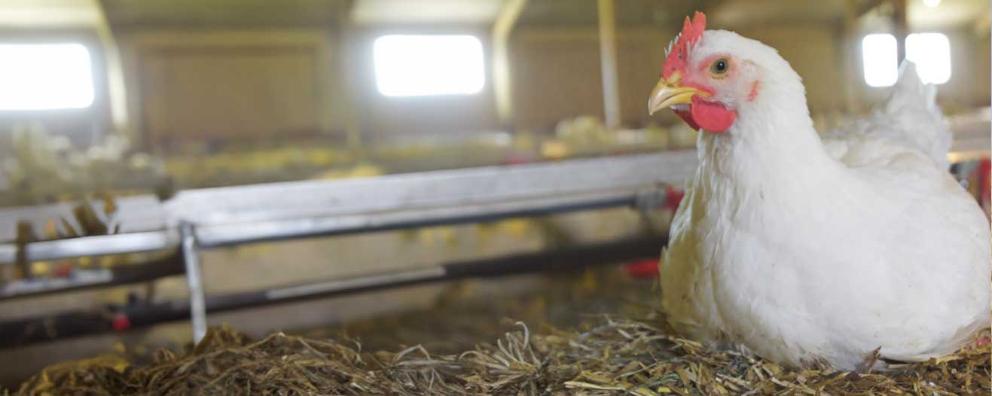 Broiler chicken perching on a straw bale.