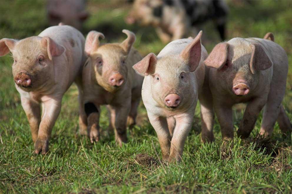 Piglets in Freedom Food accredited breeding unit, Dingley Dell Products, Suffolk, UK.