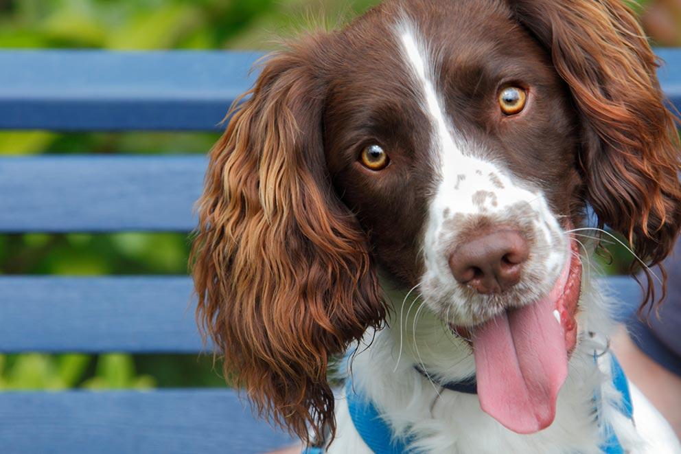 A dog sitting on a bench looking to camera.