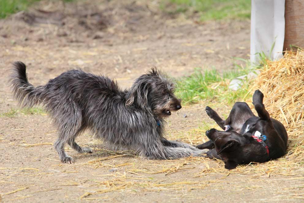 Two crossbreed dogs playing in the yard outside.