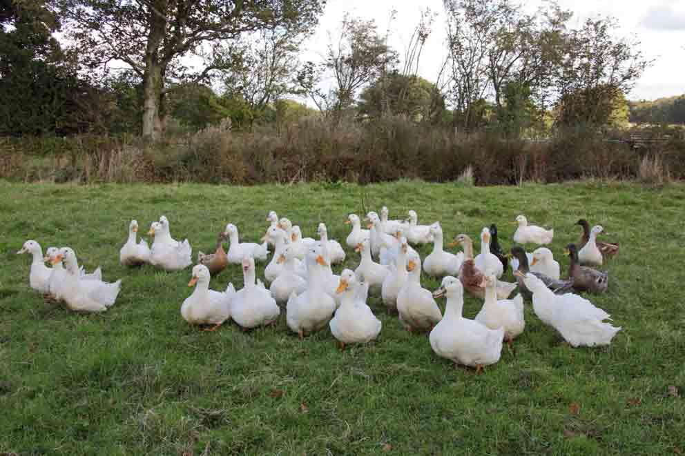 Free-range Pekin ducks in a field on a UK farm.