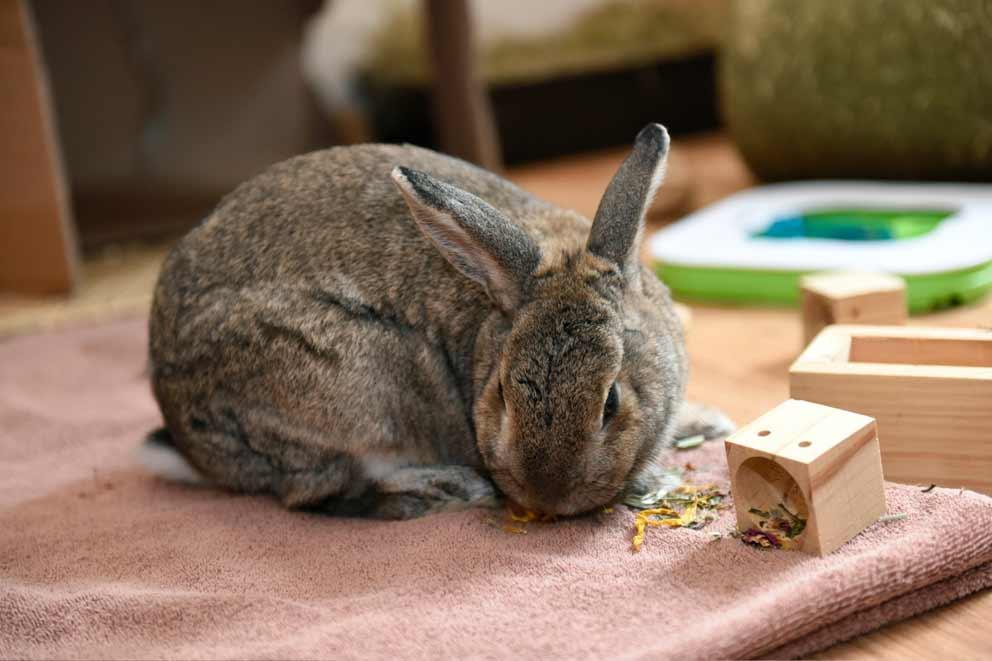 A male agouti rabbit exploring his indoor rabbit play environment.