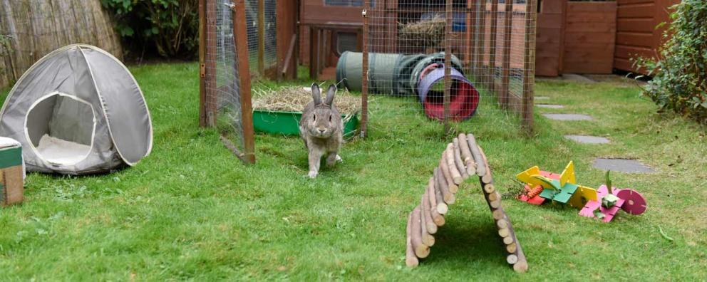 A male agouti rabbit in the garden exploring his toys and rabbit-friendly environment.