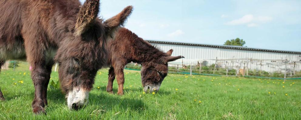 A couple of donkeys grazing in a field.