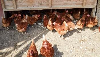 hens moving freely outside at an egg laying unit