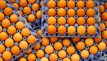 trays of eggs ready for packing