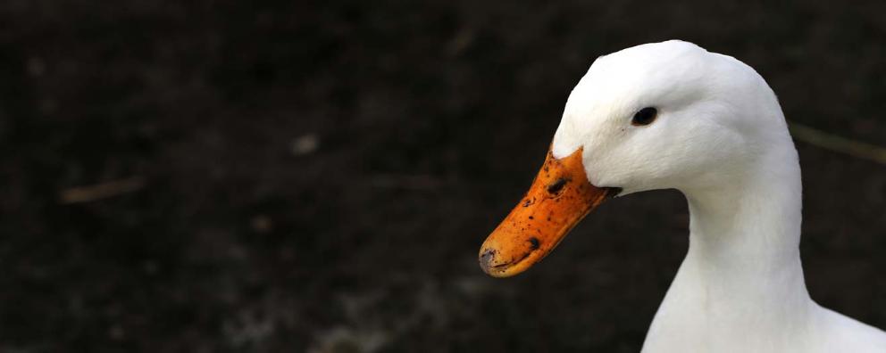 A close-up of a white duck, the type of breed used in Foie Gras production.