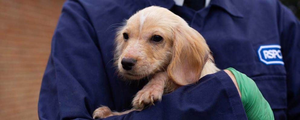 Animal rescue officer holding a rescue puppy in her arms.