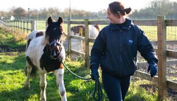 welsh cross cob piebald gelding walked by rspca inspector outside