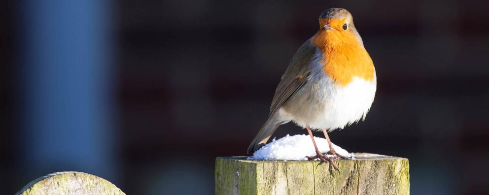 A Robin standing on a wooden post in the snow at RSPCA Leybourne animal centre.