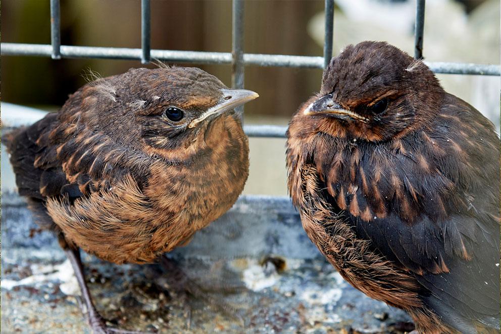 Two birds in a cage to minimise bird flu, one has its eyes closed