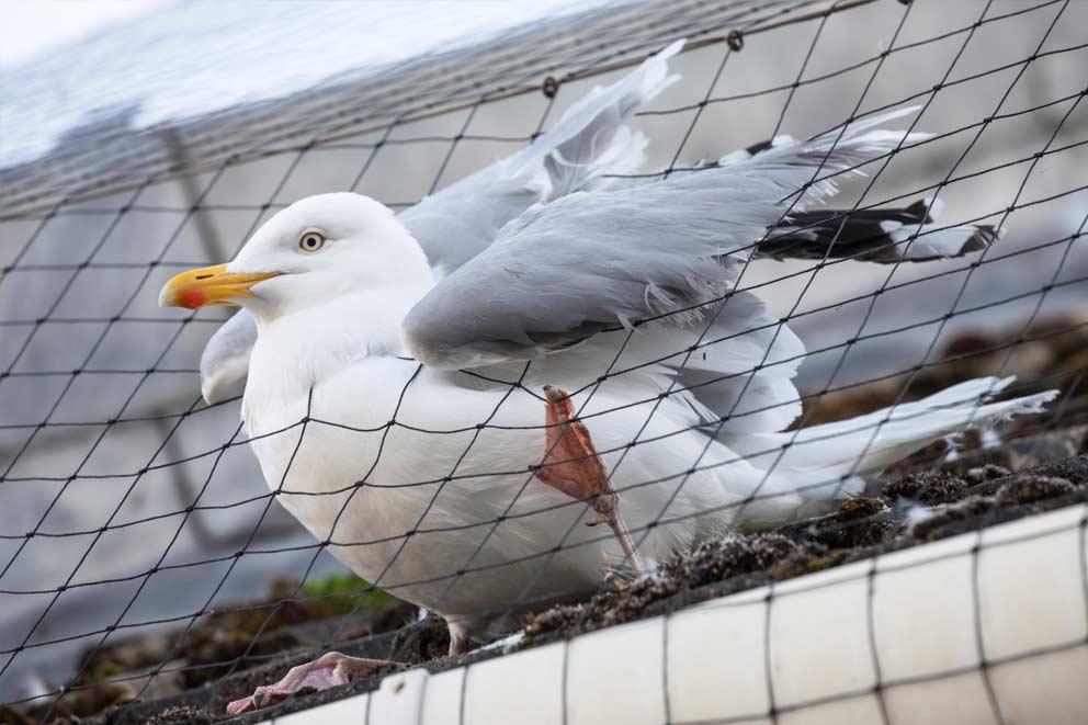 Seagull with leg trapped in roof netting.