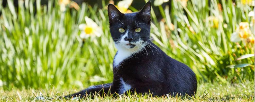 Rehomed Gino is lying on the grass in the sunshine.