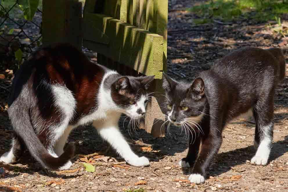 Two cats together outdoors.