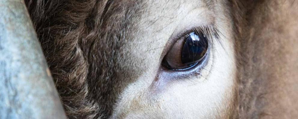 A close-up of a cow's eye from a high welfare farm in Hastings.