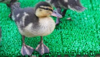 close-up of duckling