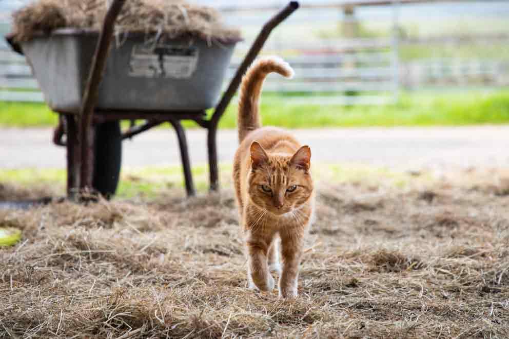 Picture of a ginger shorthaired farm cat.