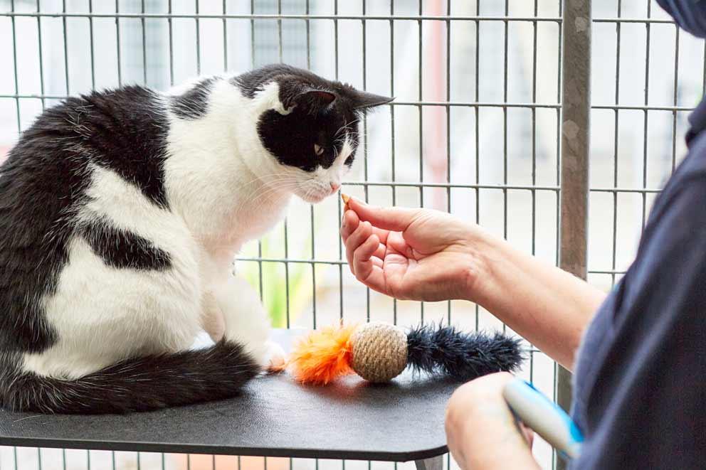 black and white cat being fed  a treat