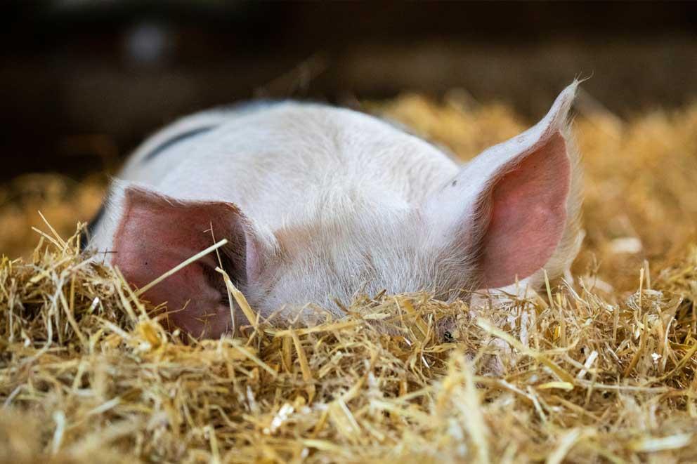 Pig cooling off in the hay on a hot summer's day.